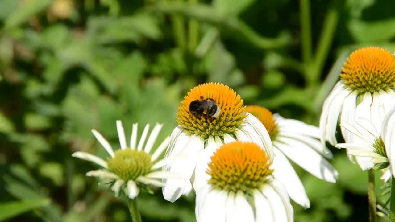 Free Video Stock tiny bumblebee on a flower Live Wallpaper - Free Download