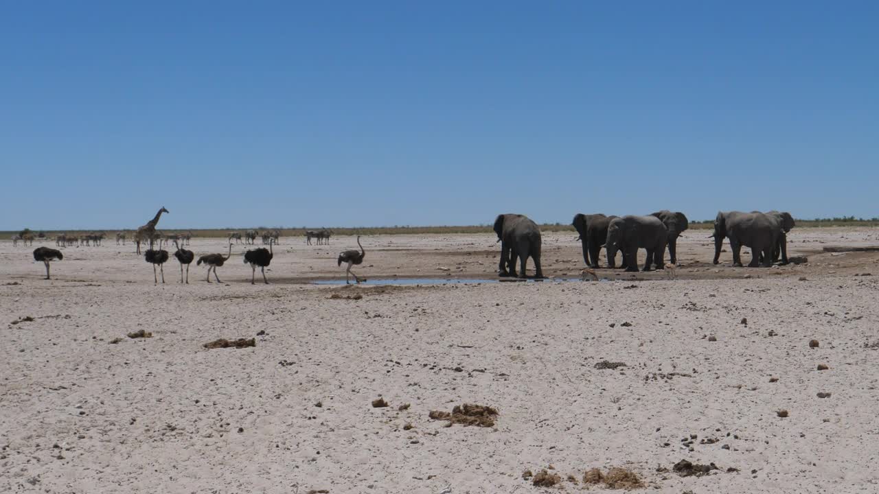 Stock Video Elephants And Ostrich Around A Small Waterhole Live Wallpaper For PC - Free Download