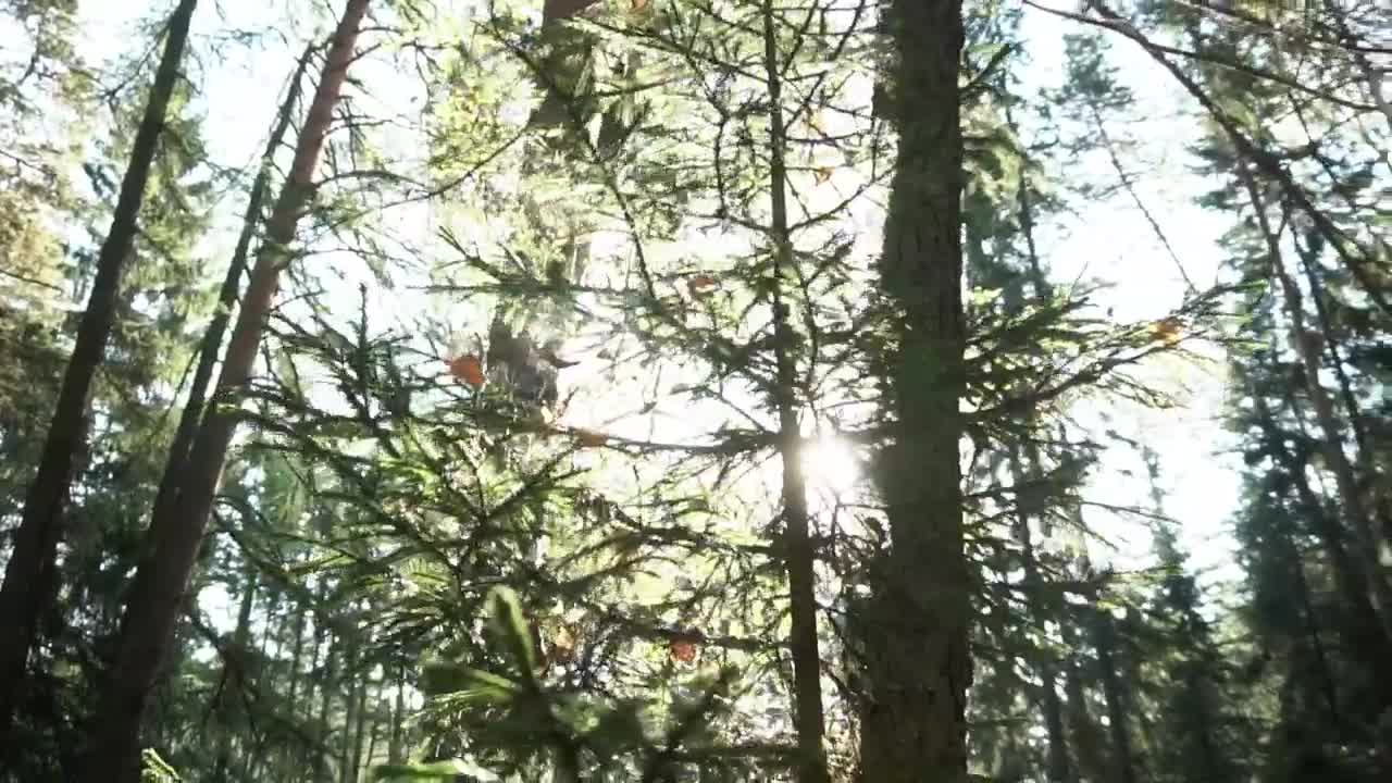 Stock Video Golden Sunshine Through A Forest Live Wallpaper For PC - Free Download