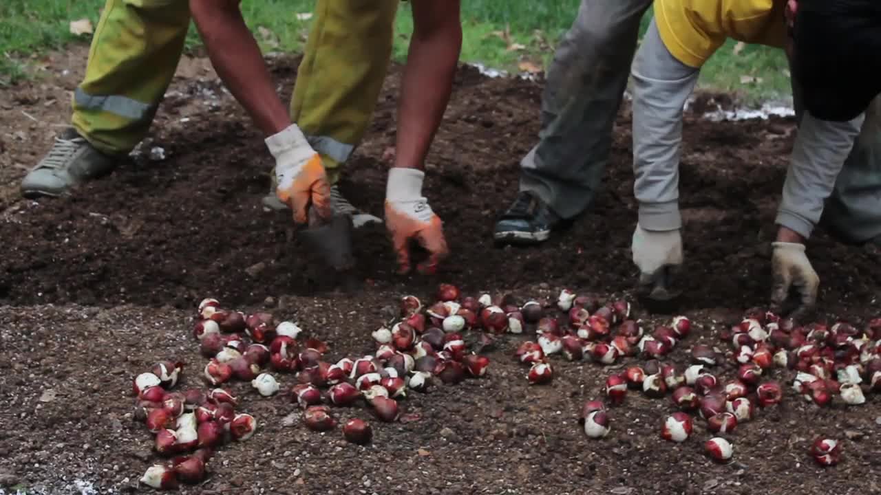 Free Stock Video Two Men Sowing Seeds In The Ground Live Wallpaper - Free Download