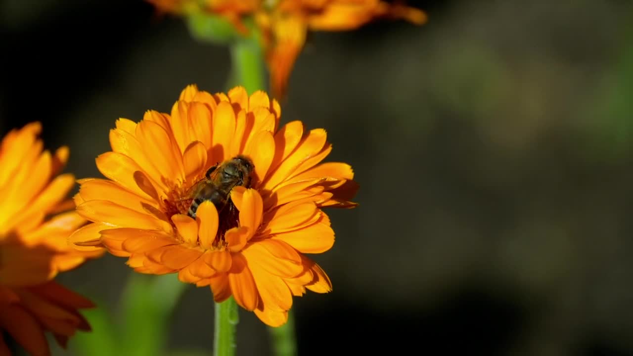 Stock Video Bee Pollinating A Flower Live Wallpaper For PC - Free Download