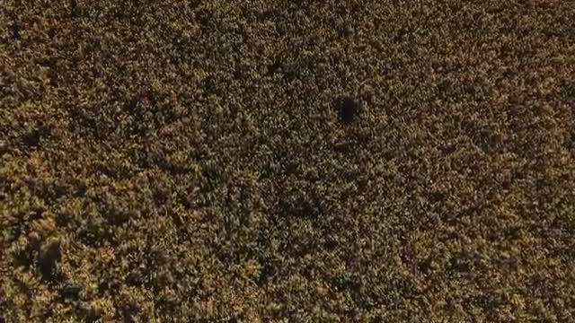 Stock Video Large Field Of Crops In The Summer Smal Animated Wallpaper - Free Download