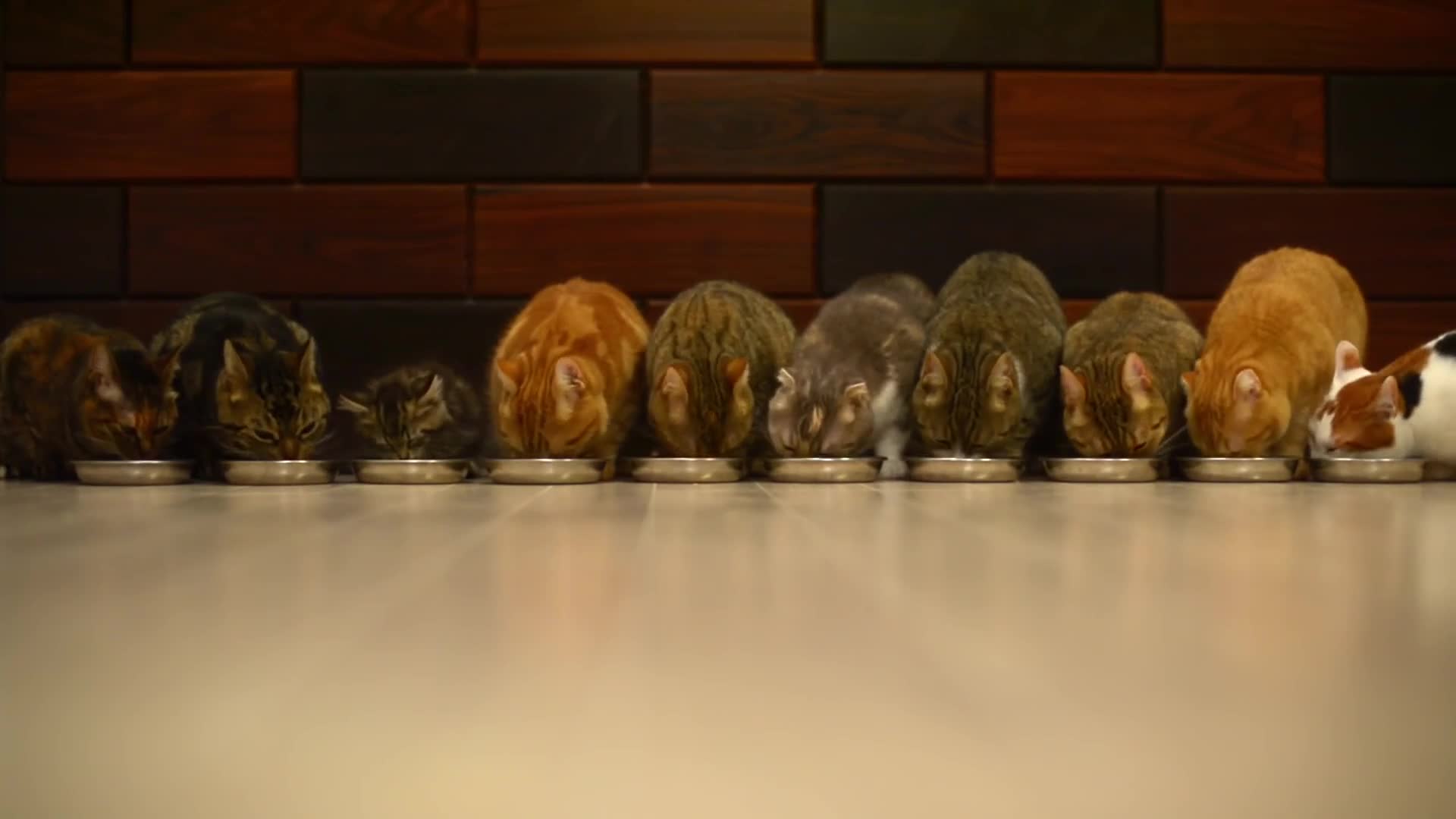 10 Cats vs Food HD LIve Wallpaper - Free Download