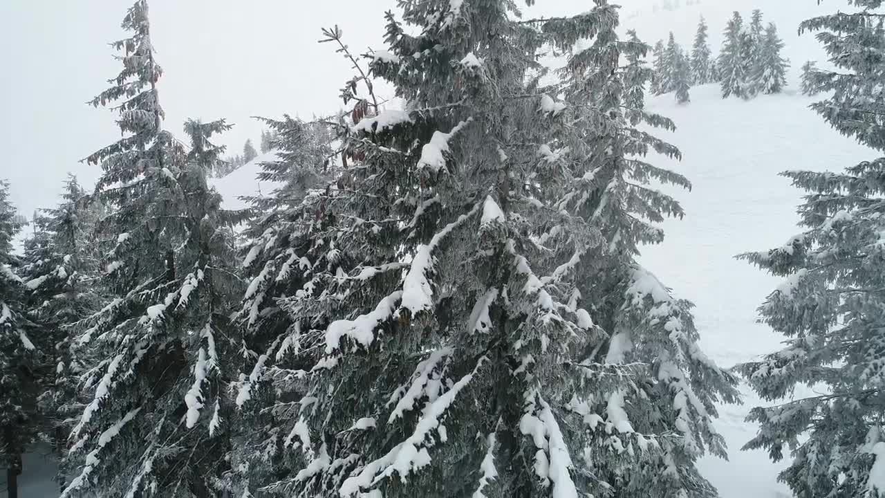 Free Stock Video Silent Winter Forest Full Of Mist Live Wallpaper - Free Download