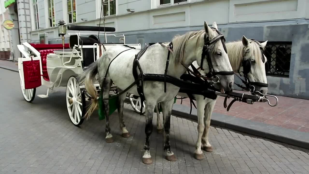 Video Stock Carriage Horses In The Street Live Wallpaper For PC - Free Download