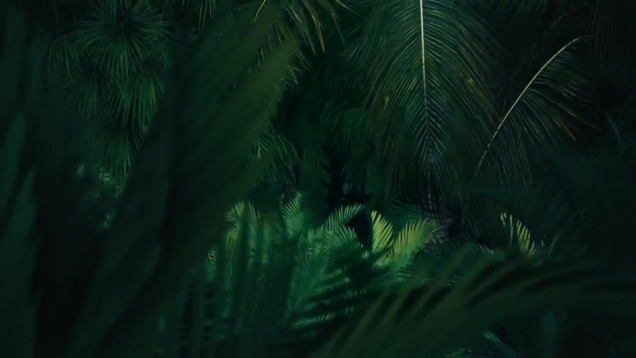 Free Stock Video Side By Side Tour Of A Computerized Jungle Live Wallpaper - Free Download