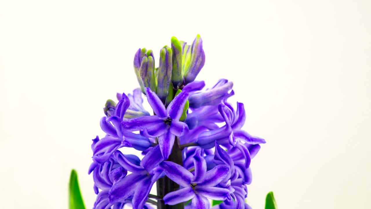 Video Stock Purple Flower Blooming Live Wallpaper Free - Free Download