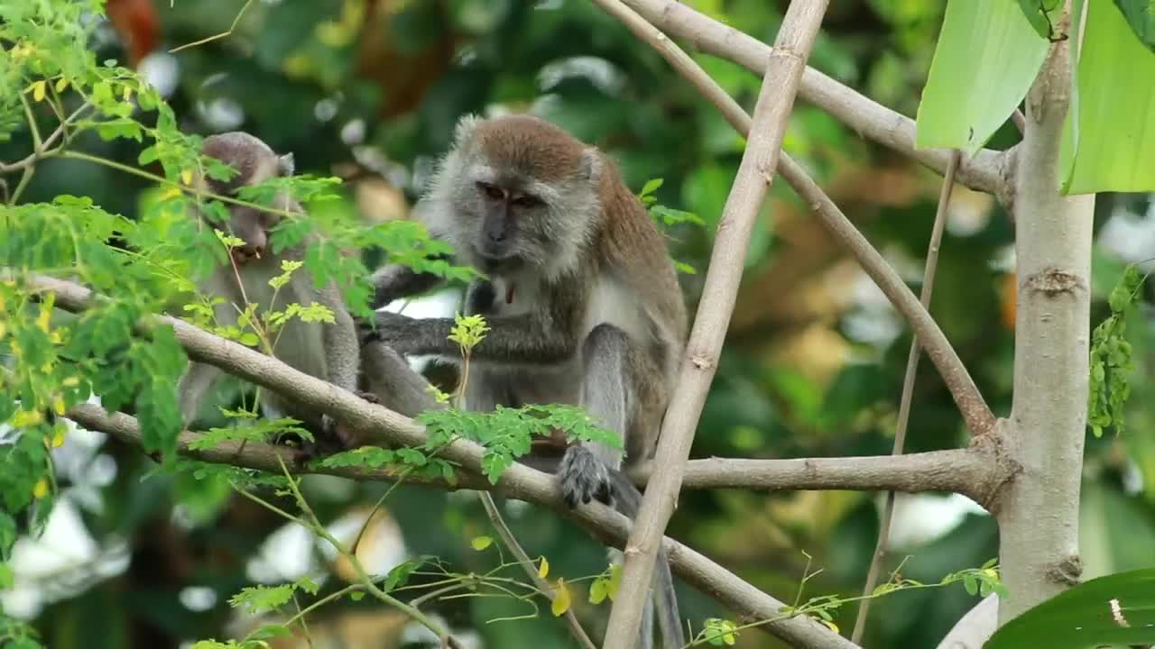 Stock Video Monkey Climbing Down A Tre Animated Wallpaper - Free Download