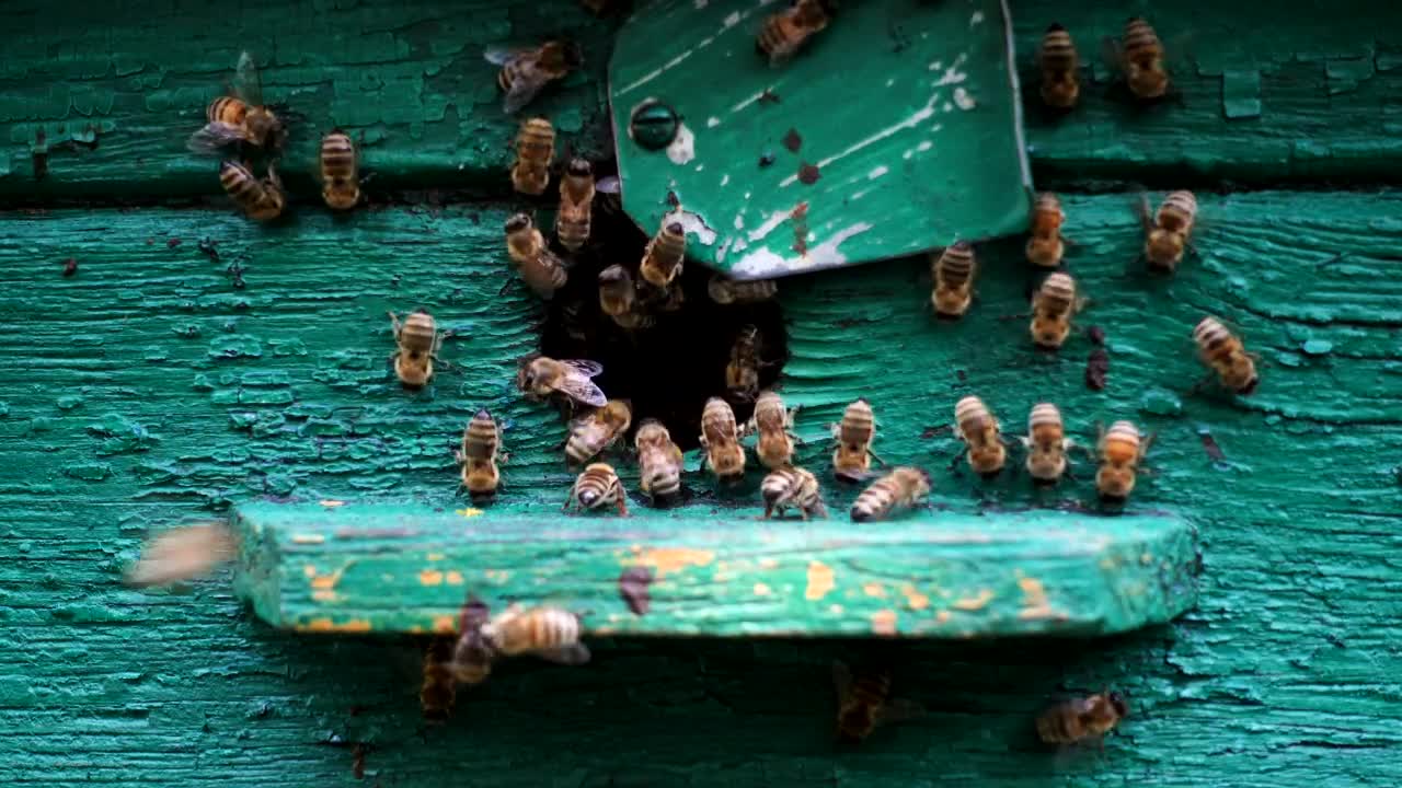 Stock Video Bees At The Entrance Of The Beehive Live Wallpaper For PC - Free Download