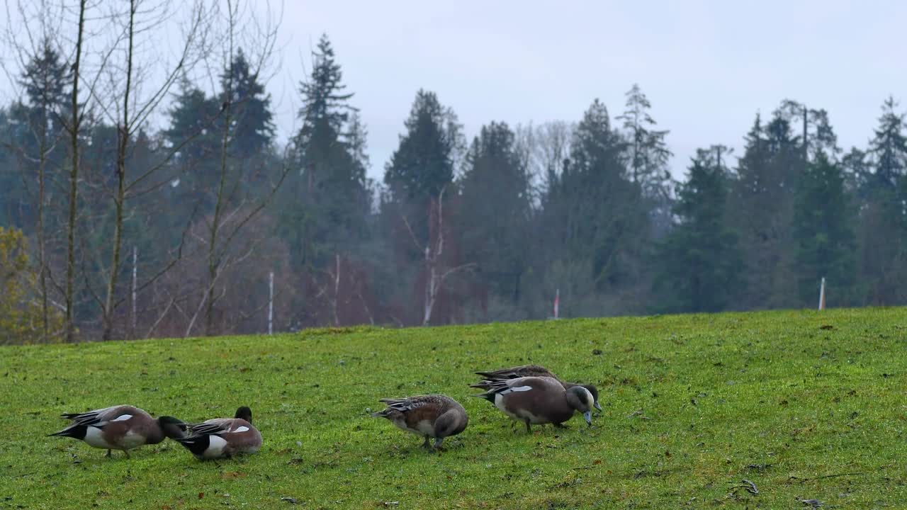 Stock Video Ducks In A Meadow During An Afternoon Live Wallpaper For PC - Free Download