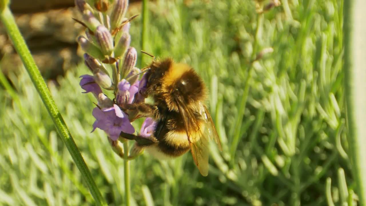Stock Video Detailed Shot Of A Bee Live Wallpaper For PC - Free Download