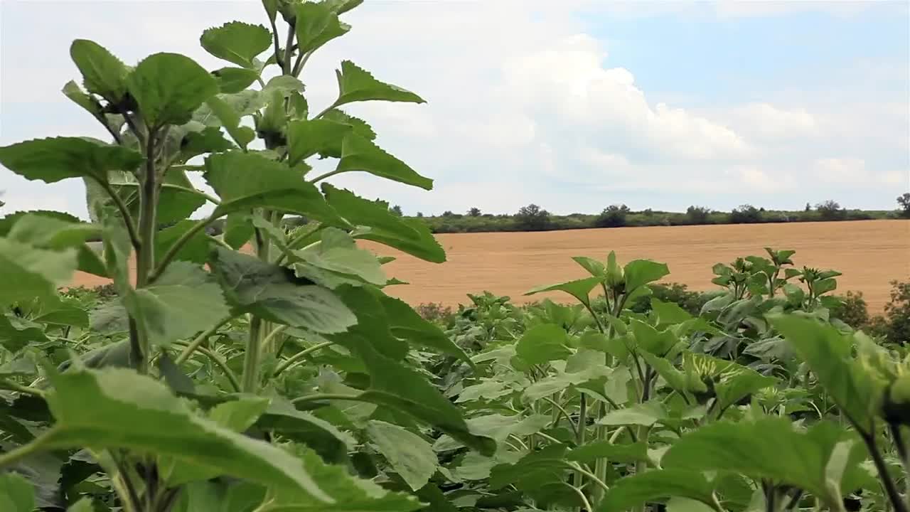 Free Video Stock Sunflowers Growing In The Countryside Live Wallpaper - Free Download