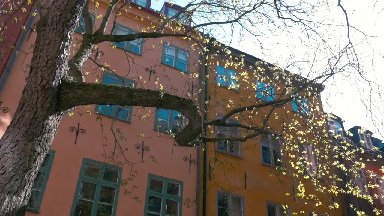 Free Video Stock Sun Flare Through A Park Tree Live Wallpaper - Free Download