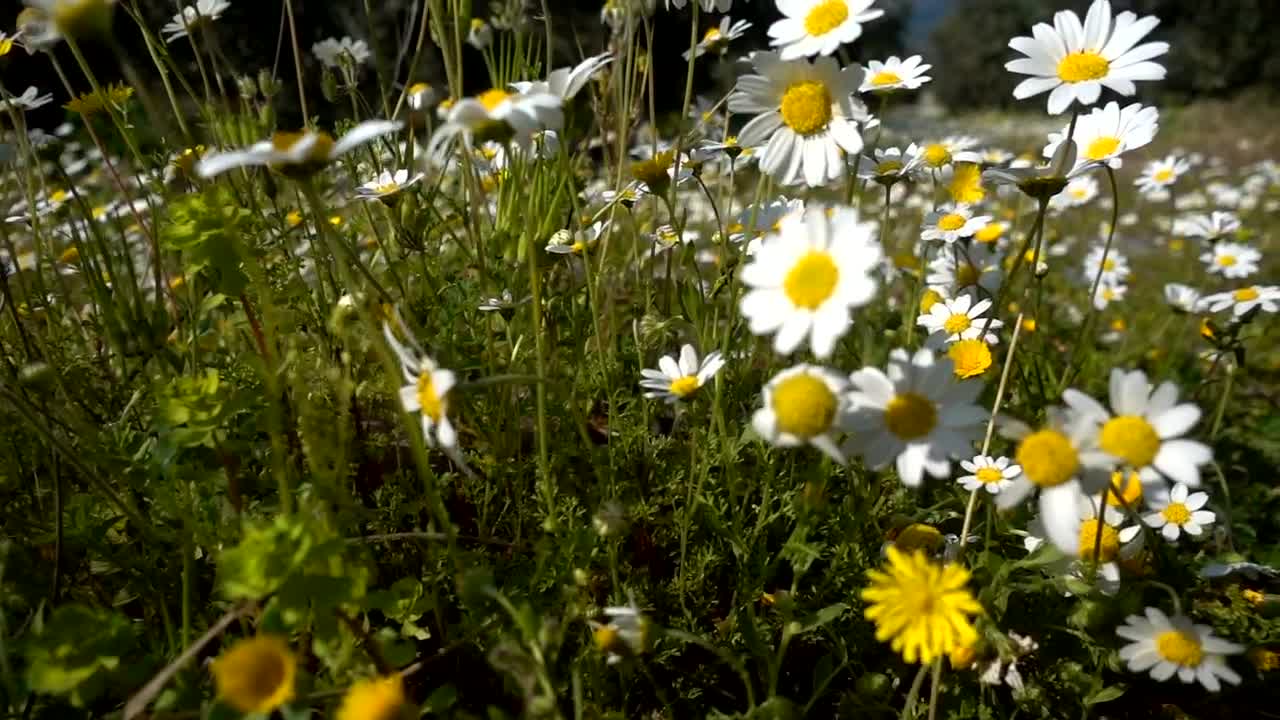 Stock Video Daisies In The Meadow Live Wallpaper For PC - Free Download