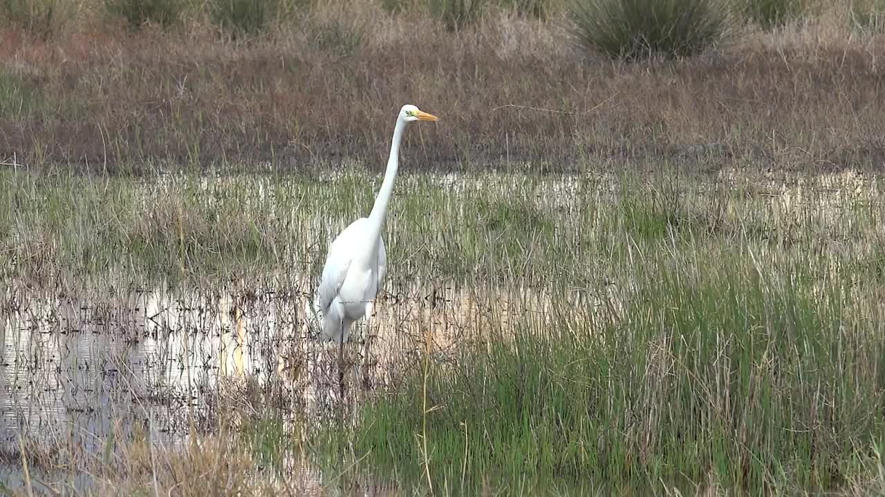 Stock Footage White Bird Walking The Swamp Live Wallpaper - Free Download