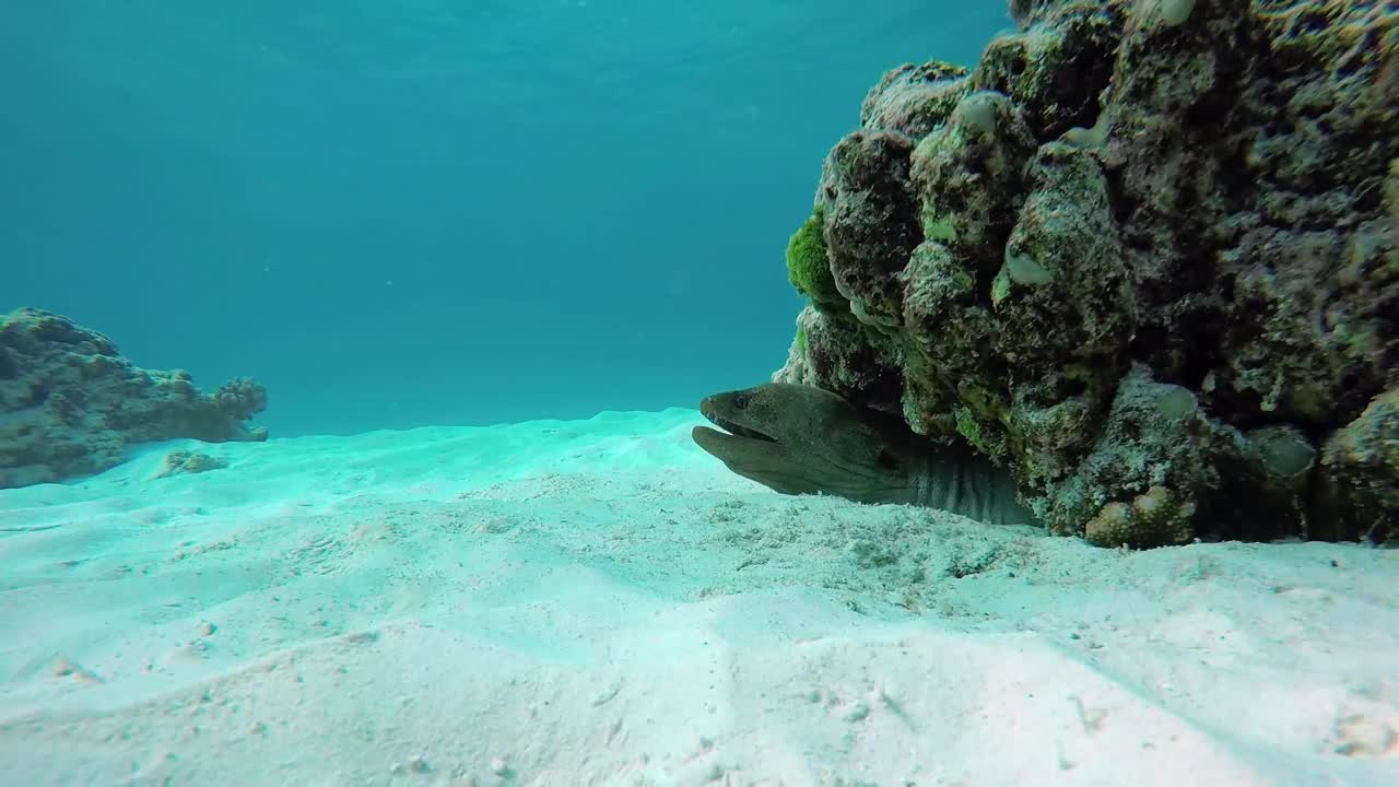 Free Stock Video Reef With Fish On The Seabed Live Wallpaper - Free Download