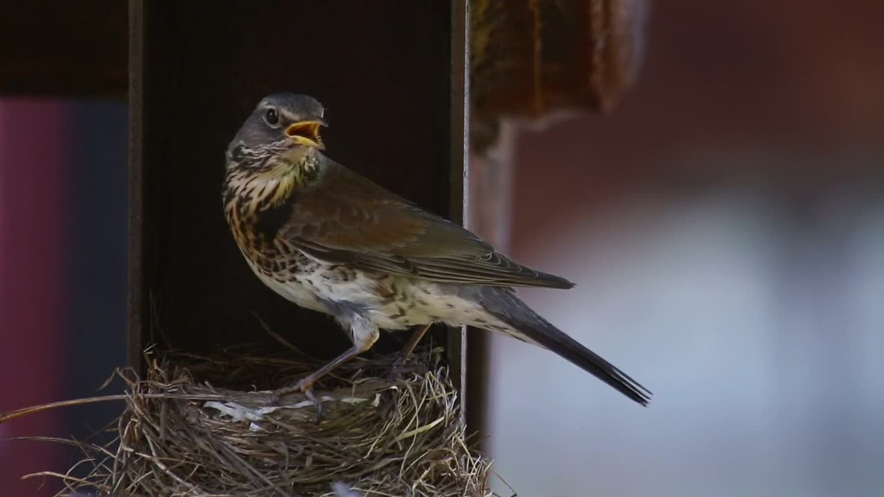 Stock Video Bird Standing On The Nest Live Wallpaper For PC - Free Download