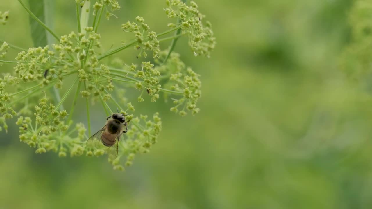 Stock Video Honeybee Feeding On A Flower Animated Wallpaper - Free Download