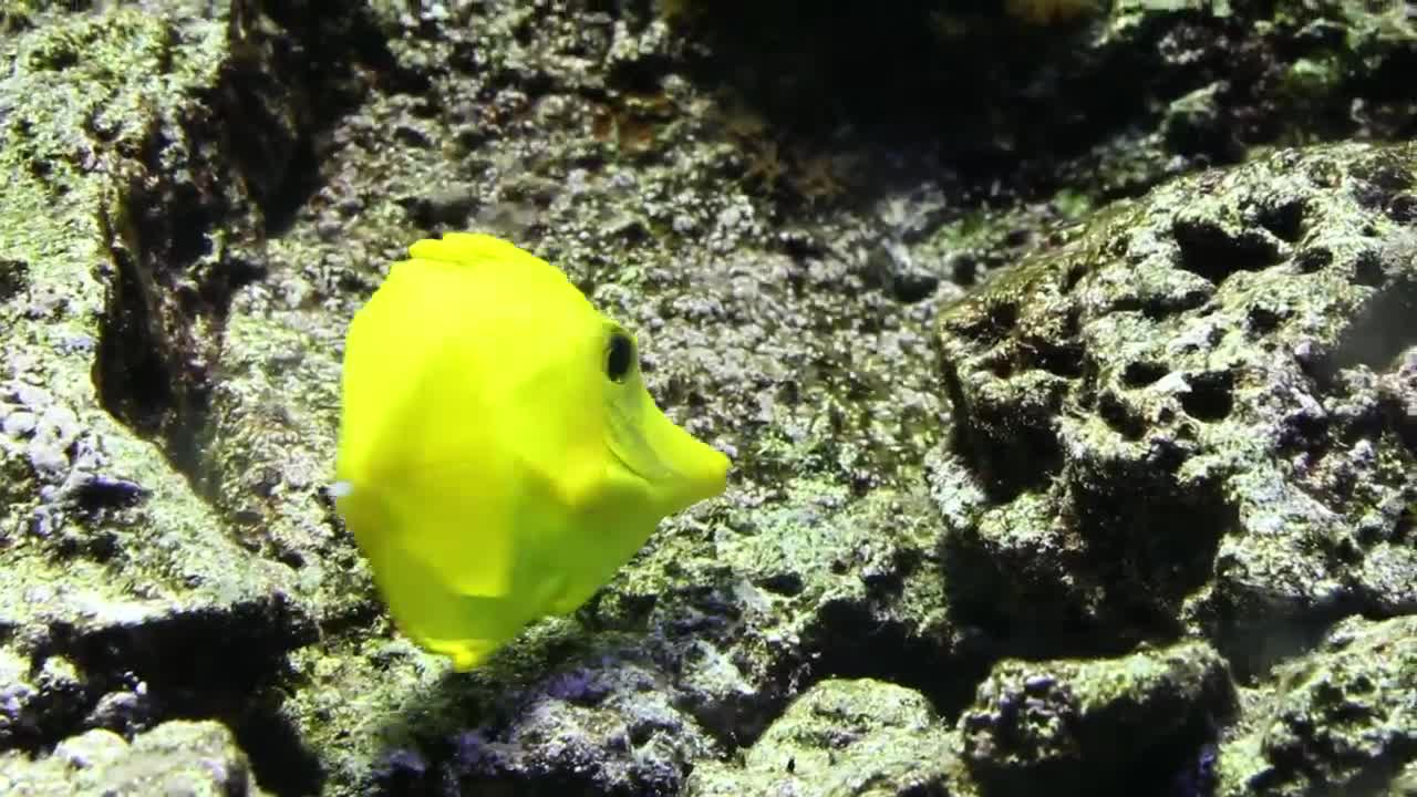 Free Stock Video Yellow Fish Eating On A Reef Live Wallpaper - Free Download