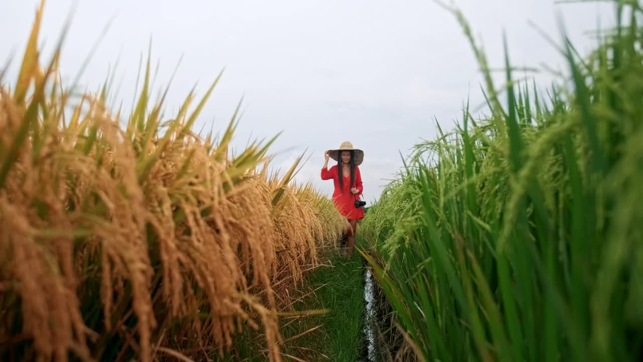 Free Stock Video Wanderlust Walking Through An Agriculture Field Live Wallpaper - Free Download
