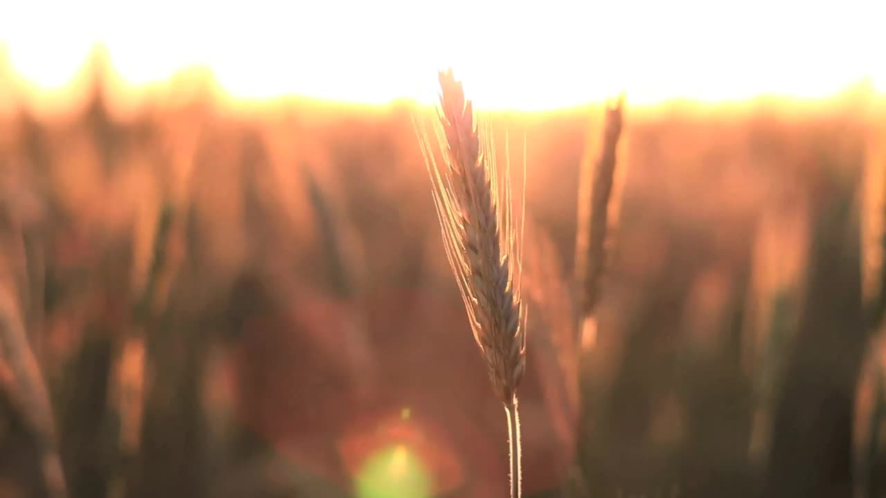 Stock Video Crops In The Breeze At Sunset Live Wallpaper For PC - Free Download