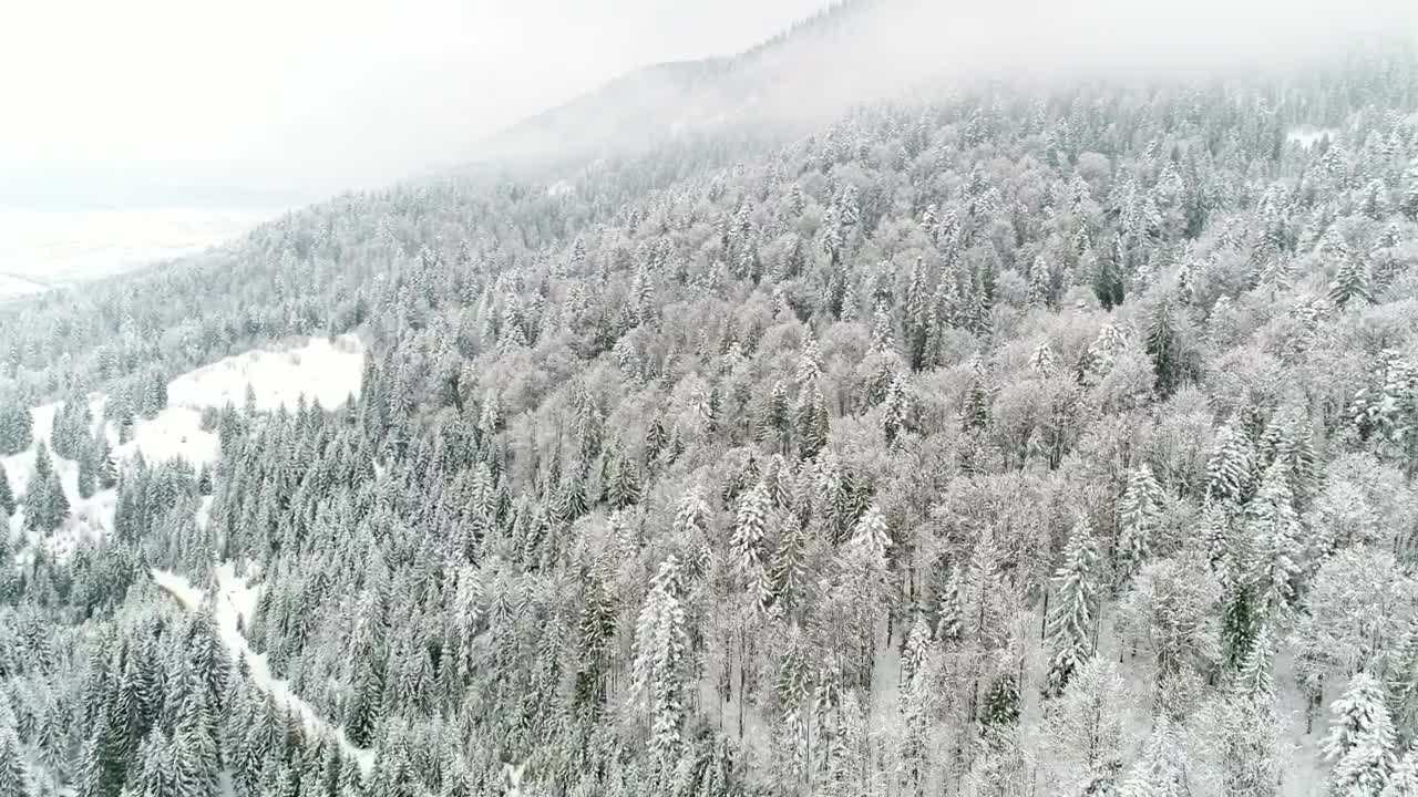 Stock Video Flying Through A Beautiful Forest Completely Frozen Live Wallpaper For PC - Free Download