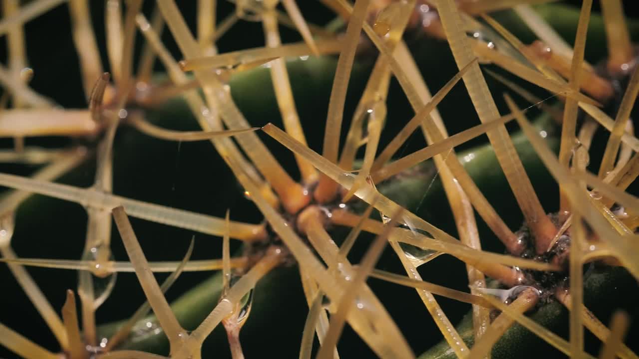 Free Stock Video Wet Cactus Macro Close Up Live Wallpaper - Free Download