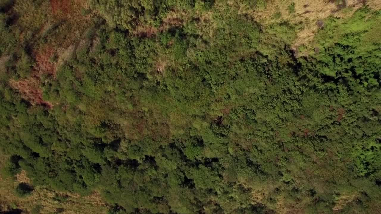 Stock Video Forests Growing Up The Side Of A Mountain Live Wallpaper For PC - Free Download