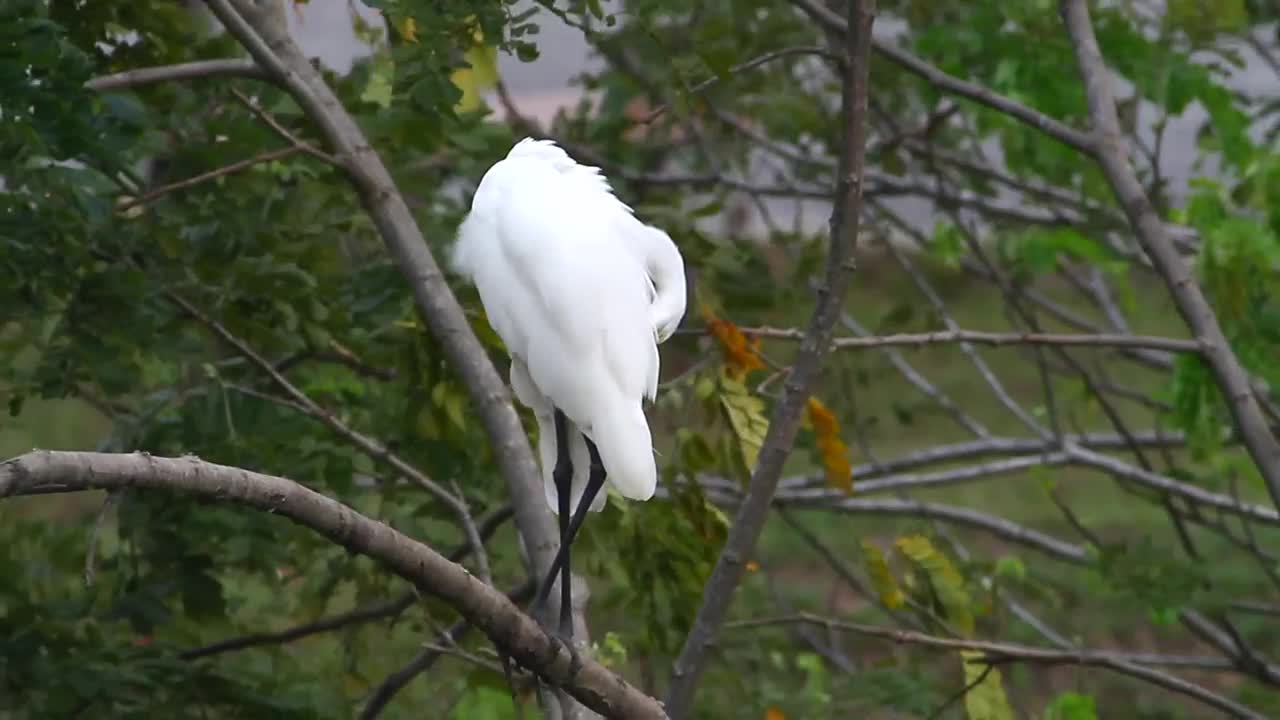 Stock Video Great Egret Standing In A Tree Live Wallpaper For PC - Free Download