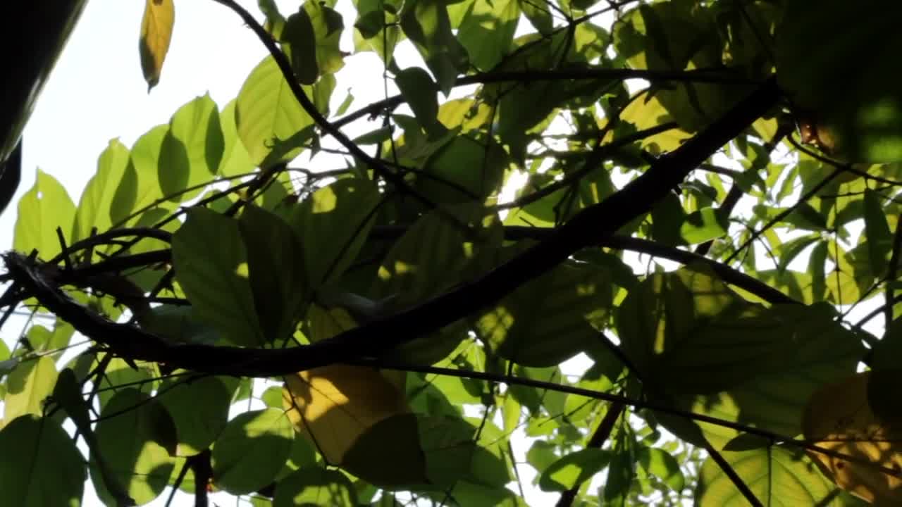 Free Video Stock sunshine breaking through green leaves Live Wallpaper - Free Download