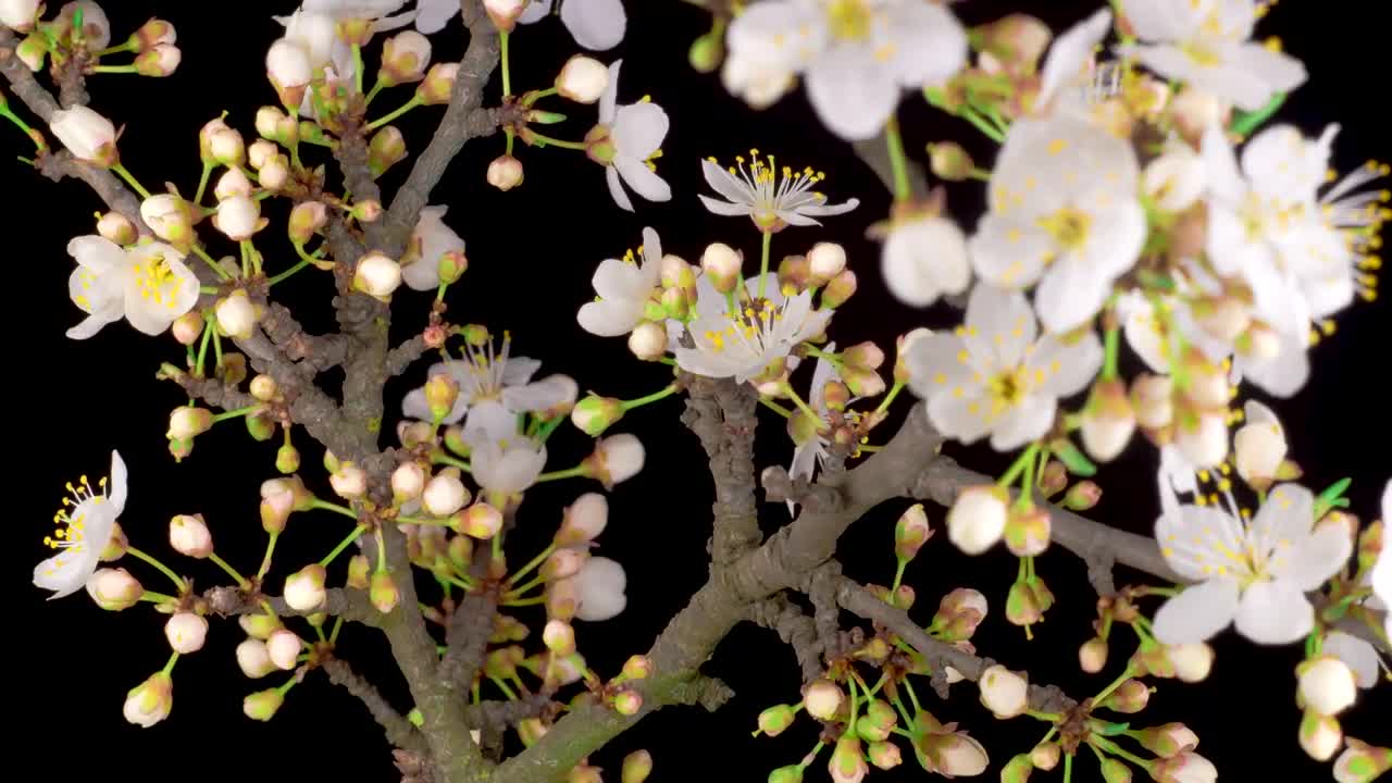 Free Stock Video White Flowers Blooming On A Cherry Tree Live Wallpaper - Free Download