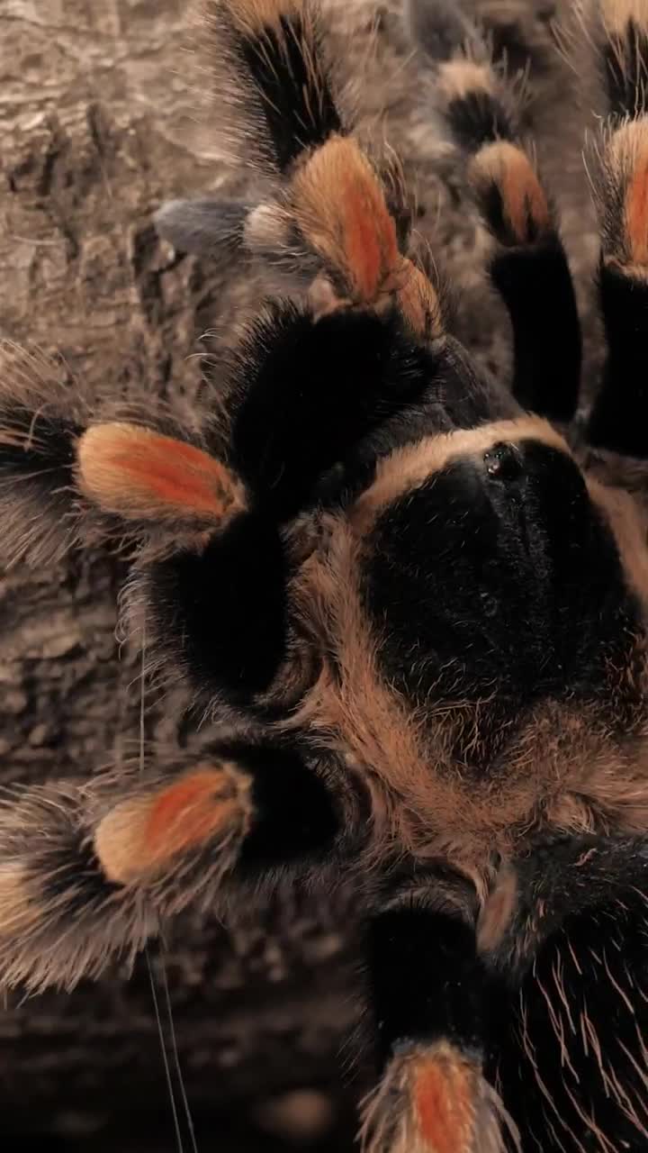 Stock Video Black And Orange Tarantula Walking Vertical Shot Live Wallpaper For PC - Free Download