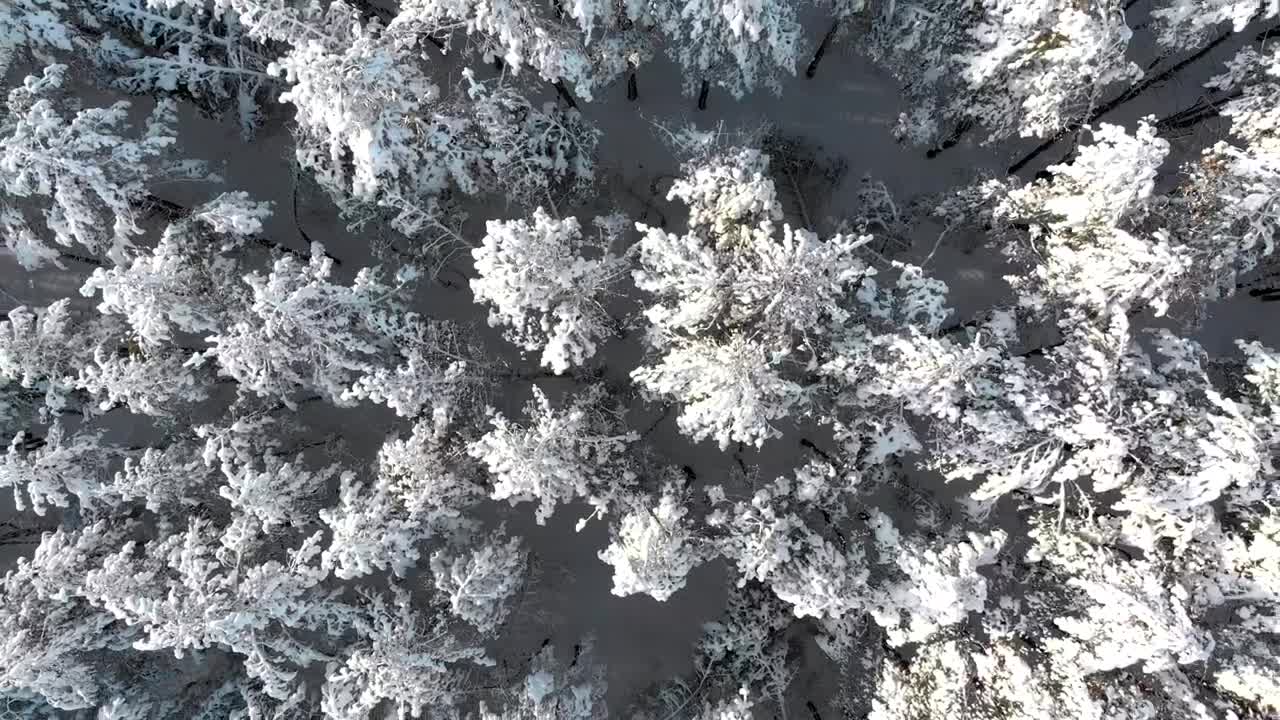 Stock Video Flying Over The Treetops Of A Snowy Forest Live Wallpaper For PC - Free Download