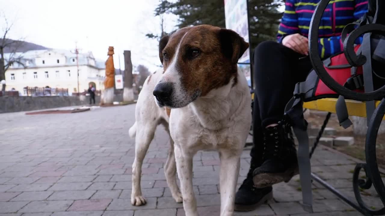 Free Stock Video Sad Dog In The City Park Live Wallpaper - Free Download