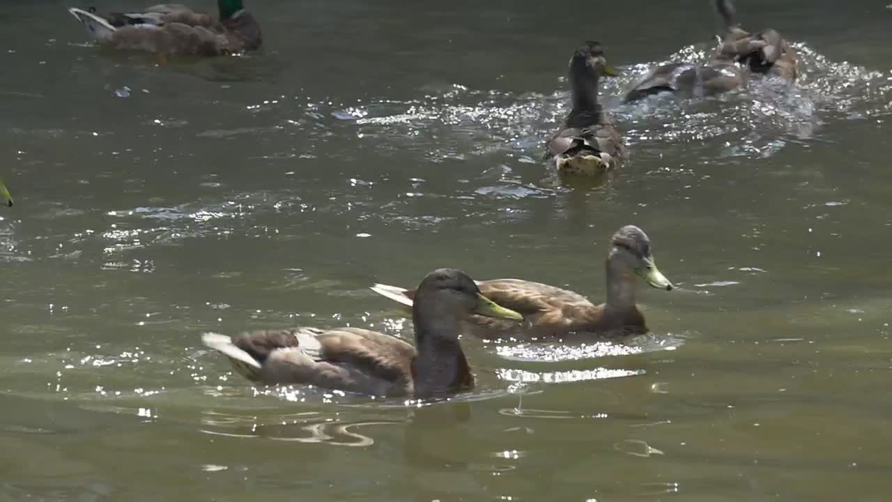 Stock Video Ducks Swimming In The Water Of A Lake Live Wallpaper For PC - Free Download