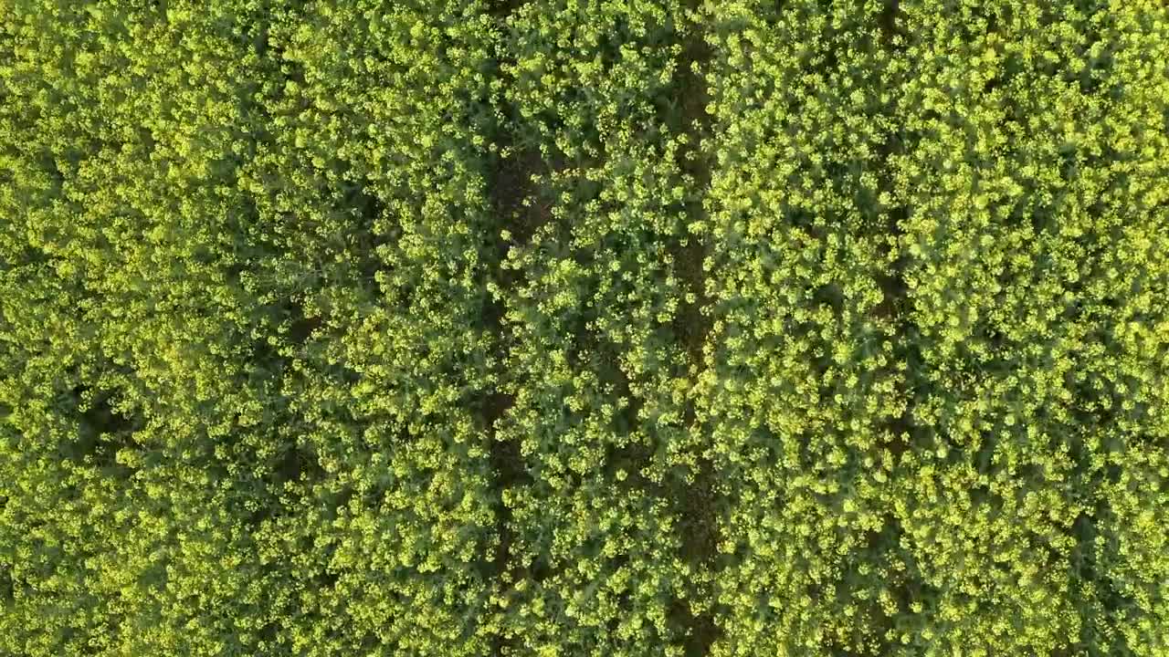 Video Stock Canola Plants In Early Summer Live Wallpaper For PC - Free Download