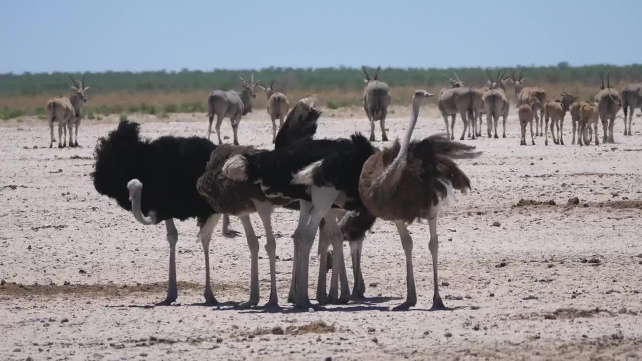 Stock Video Group Of Ostrich On A Sunny Savanna Live Wallpaper For PC - Free Download