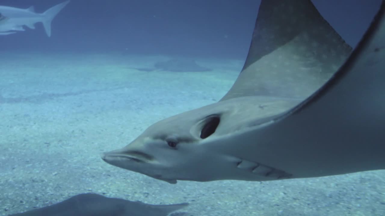 Free Video Stock Stingrays And Sharks Swimming Live Wallpaper - Free Download