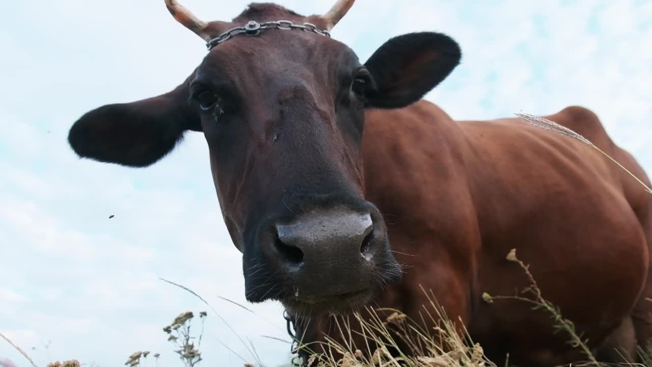 Free Video Stock Slow Motion Portrait Of A Cow Grazing Live Wallpaper - Free Download