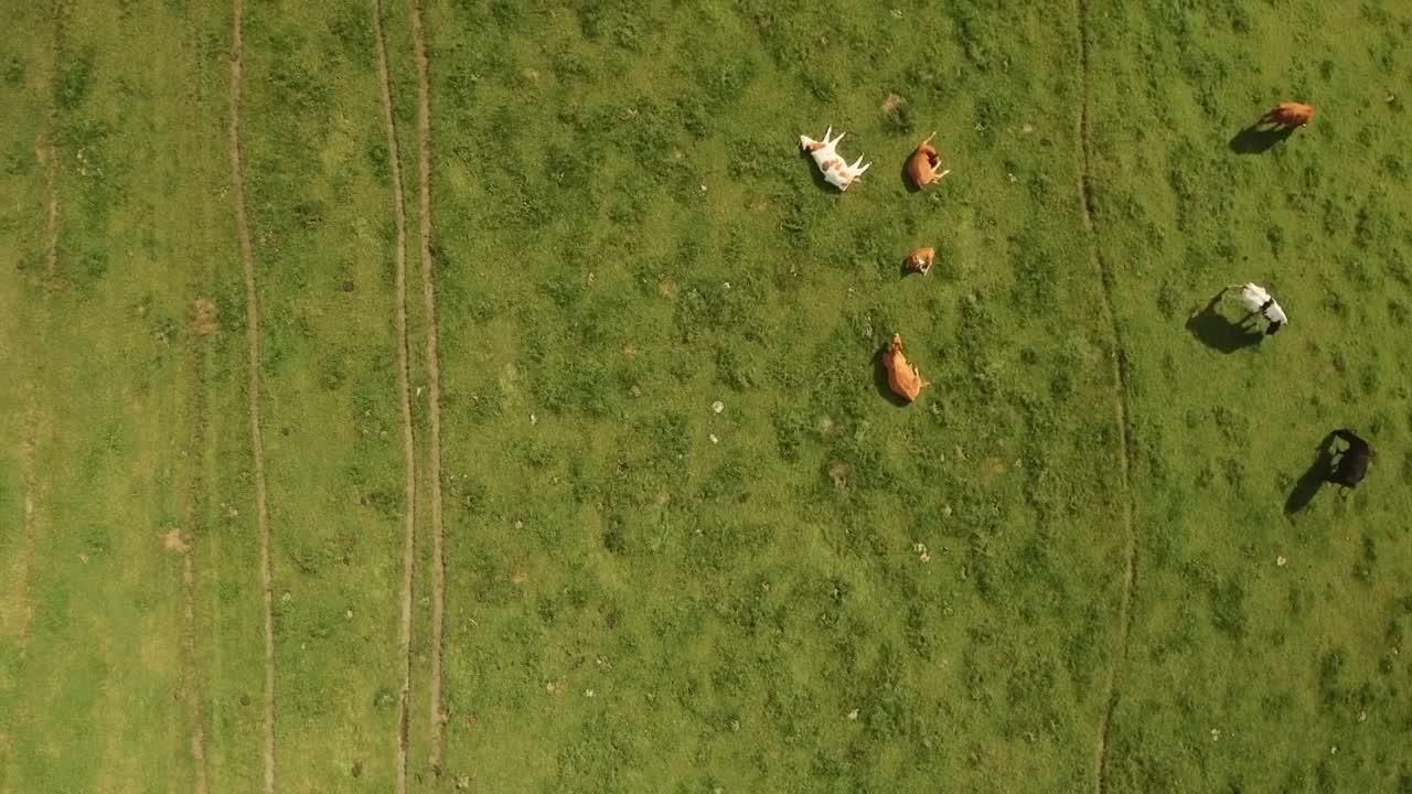 Stock Video Cows Resting In A Field Live Wallpaper For PC - Free Download