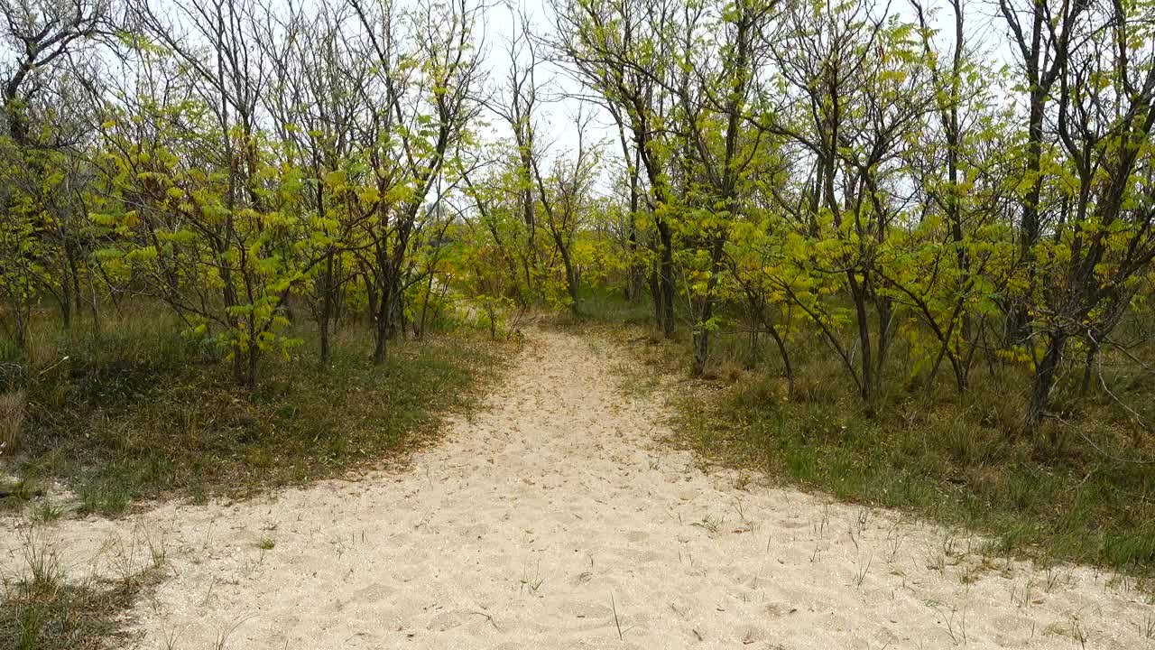 Free Stock Video Woman Walking Through A Sandy Forest Live Wallpaper - Free Download