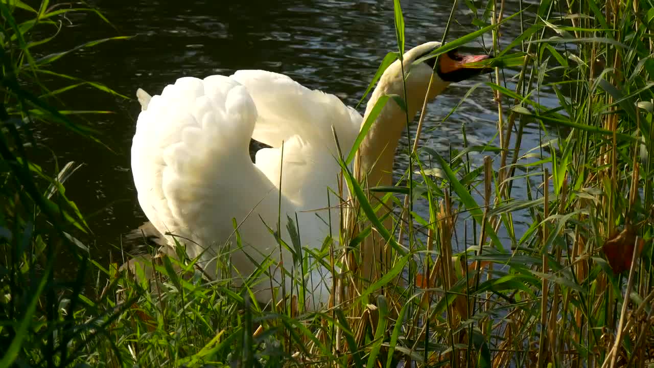 Free Video Stock swan feeding on grass on the shore of a lake Live Wallpaper - Free Download