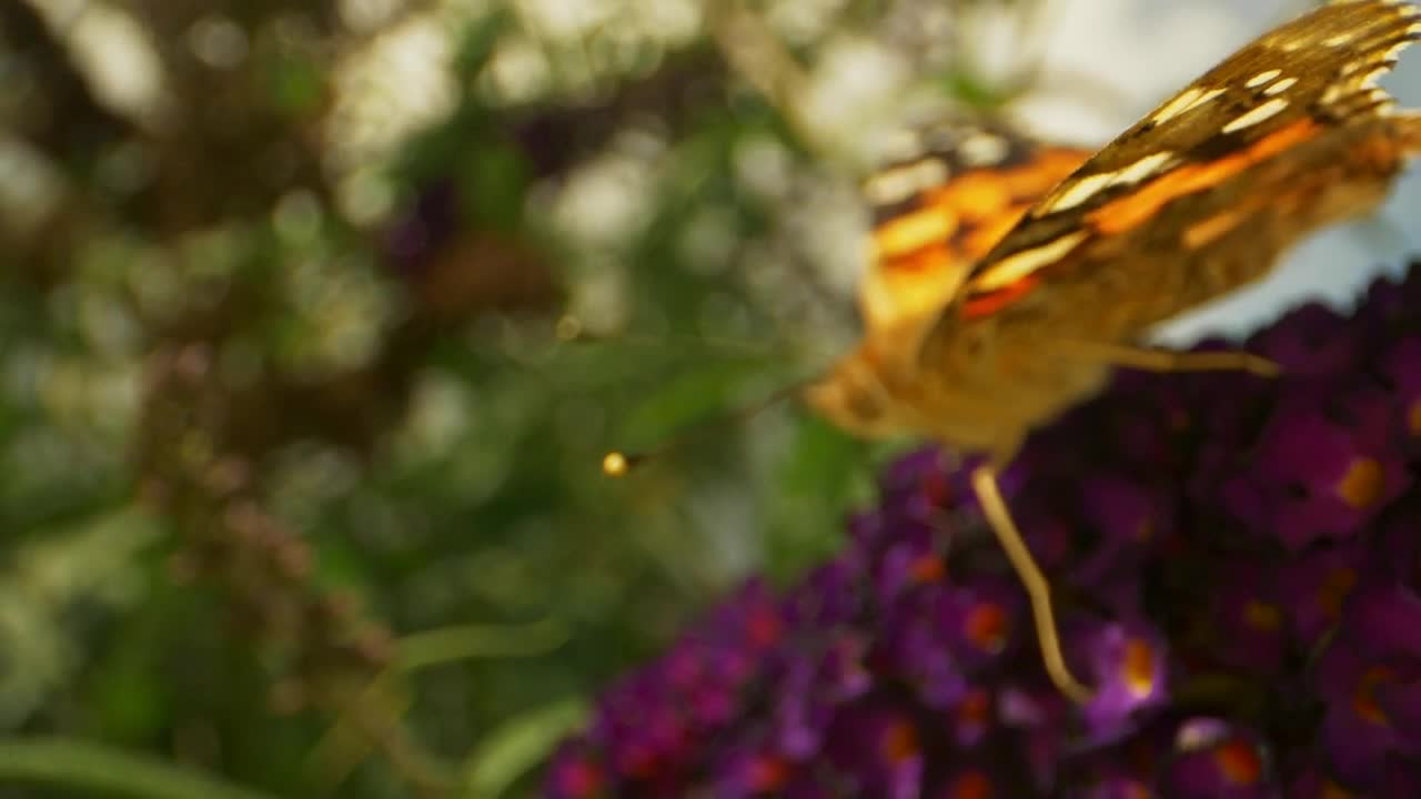 Video Stock Butterfly In A Garden Live Wallpaper For PC - Free Download