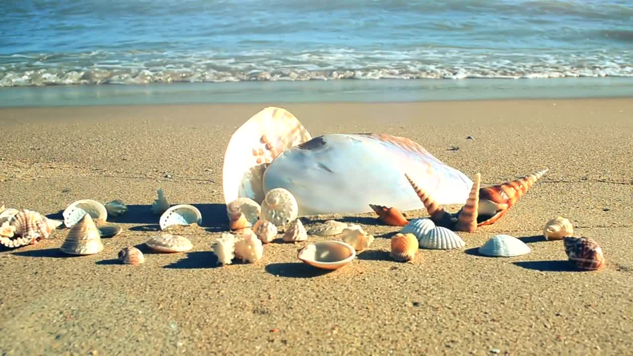 Stock Video Collected Shells Displayed On The Beach Live Wallpaper For PC - Free Download