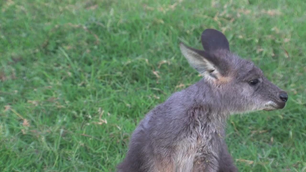 Video Stock Close Up Of A Baby Kangaroo Cleaning His Head Live Wallpaper For PC - Free Download