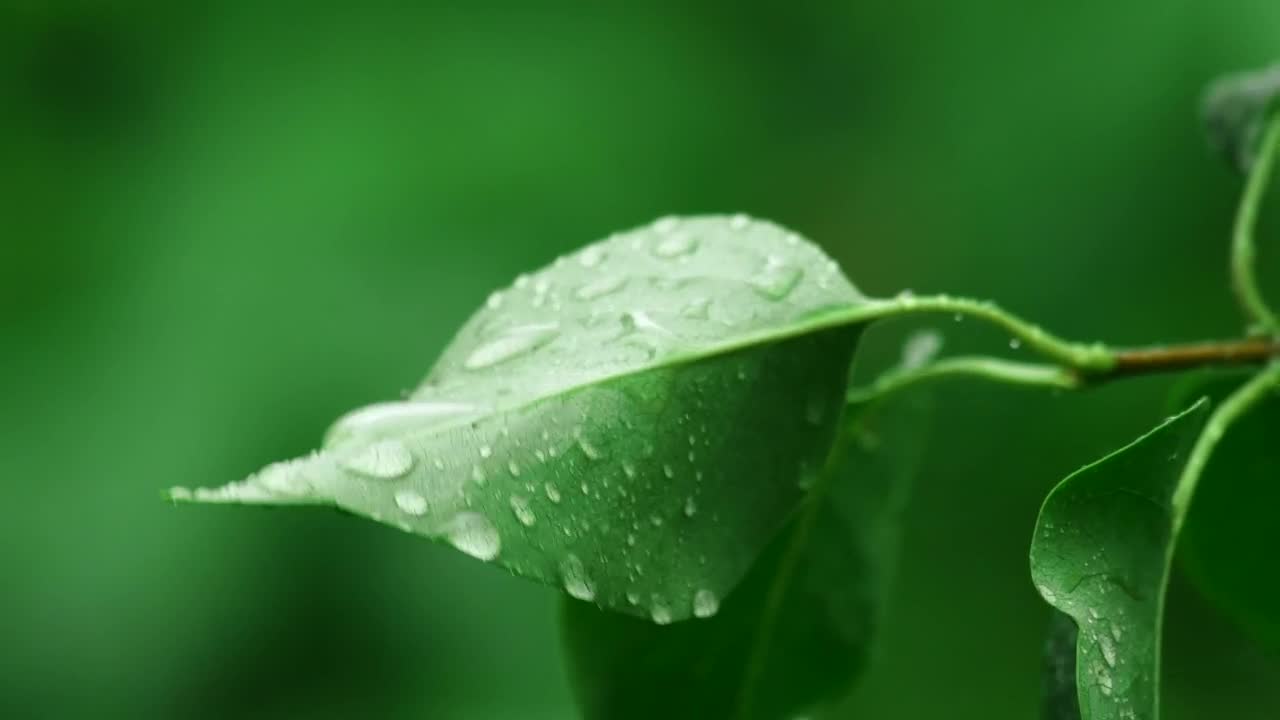 Video Stock Raindrops On A Leaf Live Wallpaper Free - Free Download