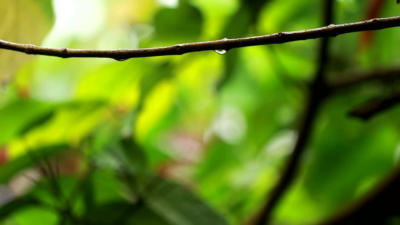 Free Video Stock tiny drops of rain on leaves Live Wallpaper - Free Download
