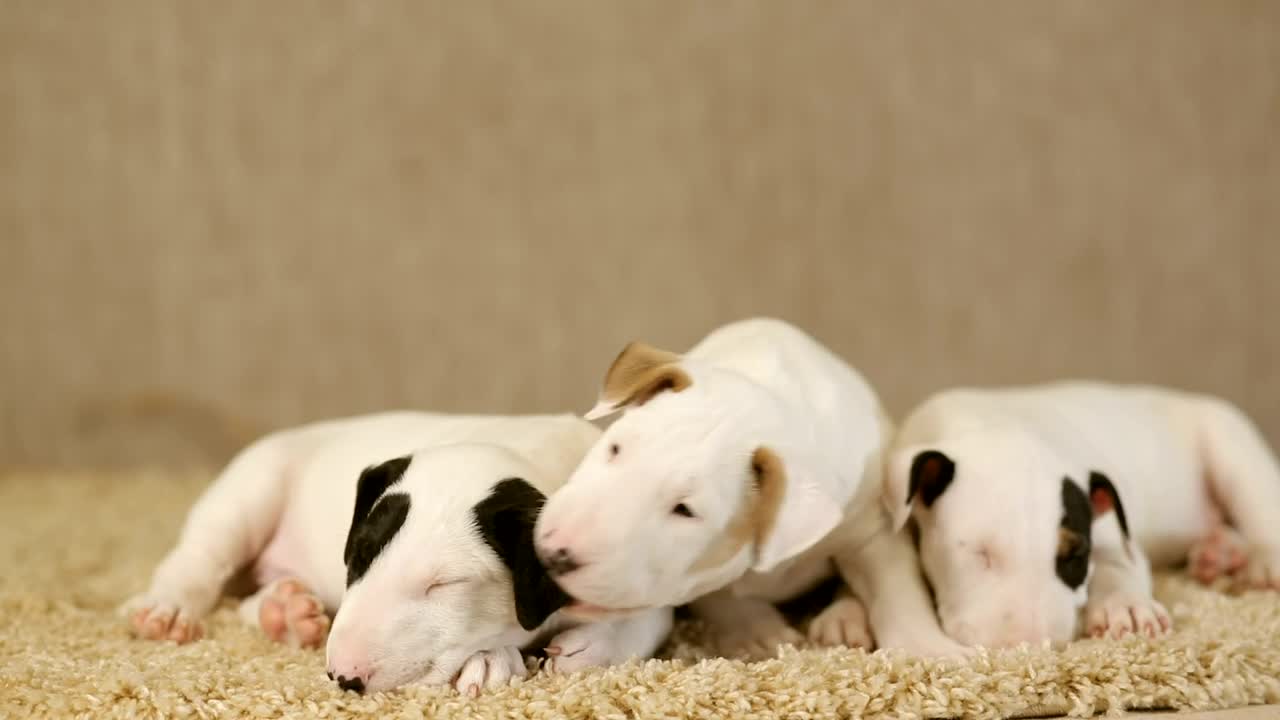 Free Video Stock Small Puppies Of The Bull Terrier Breed On A Carpet Live Wallpaper - Free Download