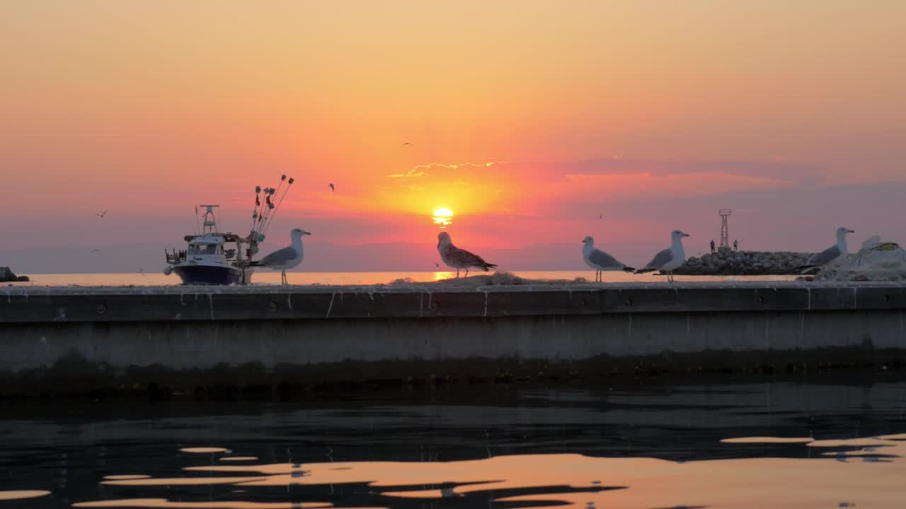 Free Stock Video Seagulls Standing On A Pier Live Wallpaper - Free Download