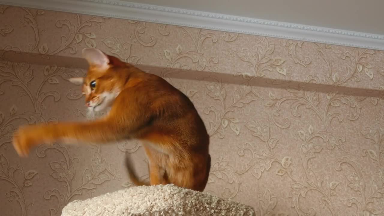 Stock Video Kitten Playing With Ball Animated Wallpaper - Free Download
